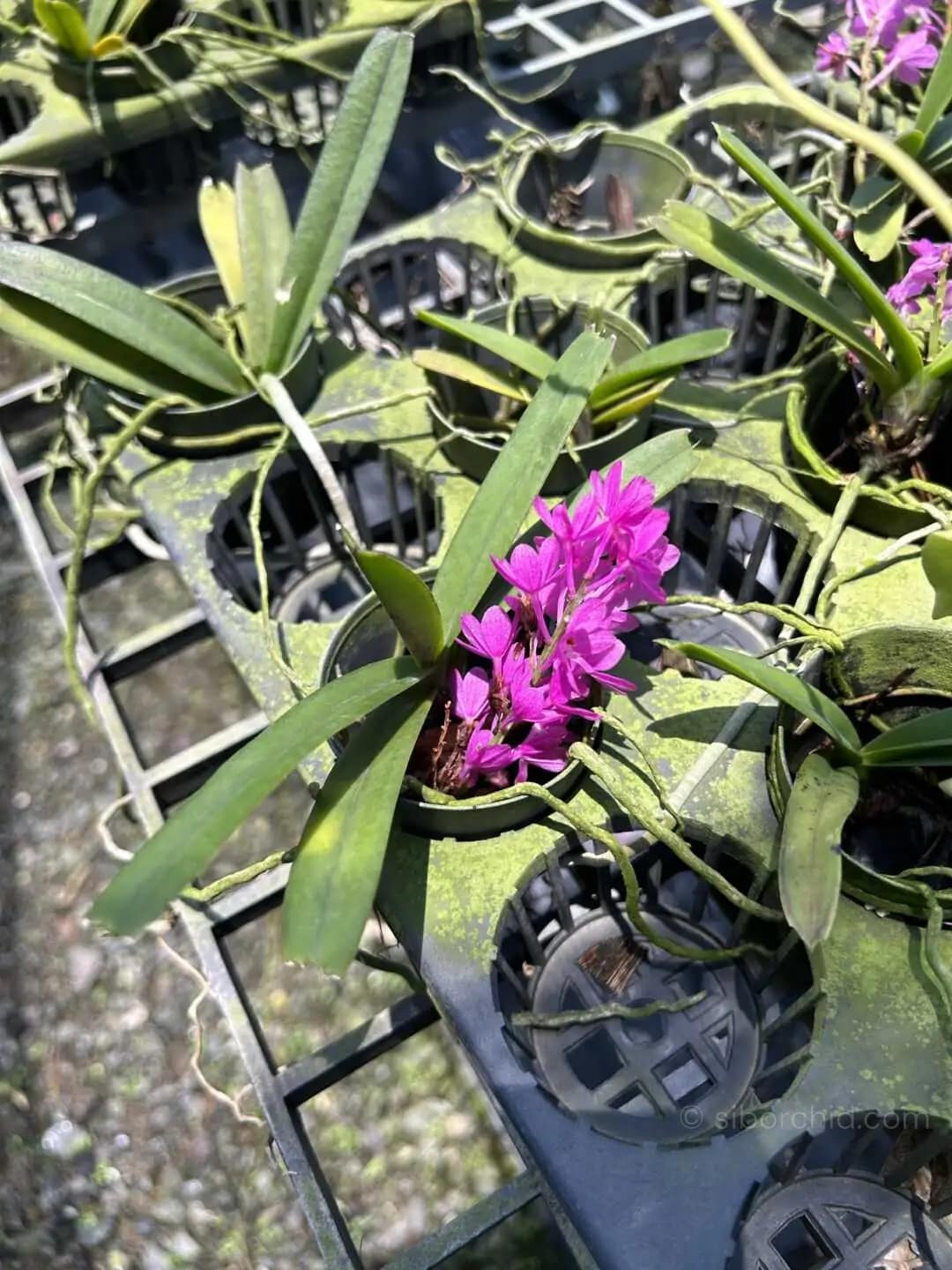 Vanda ampullacea (Ascocentrum ampullaceum)