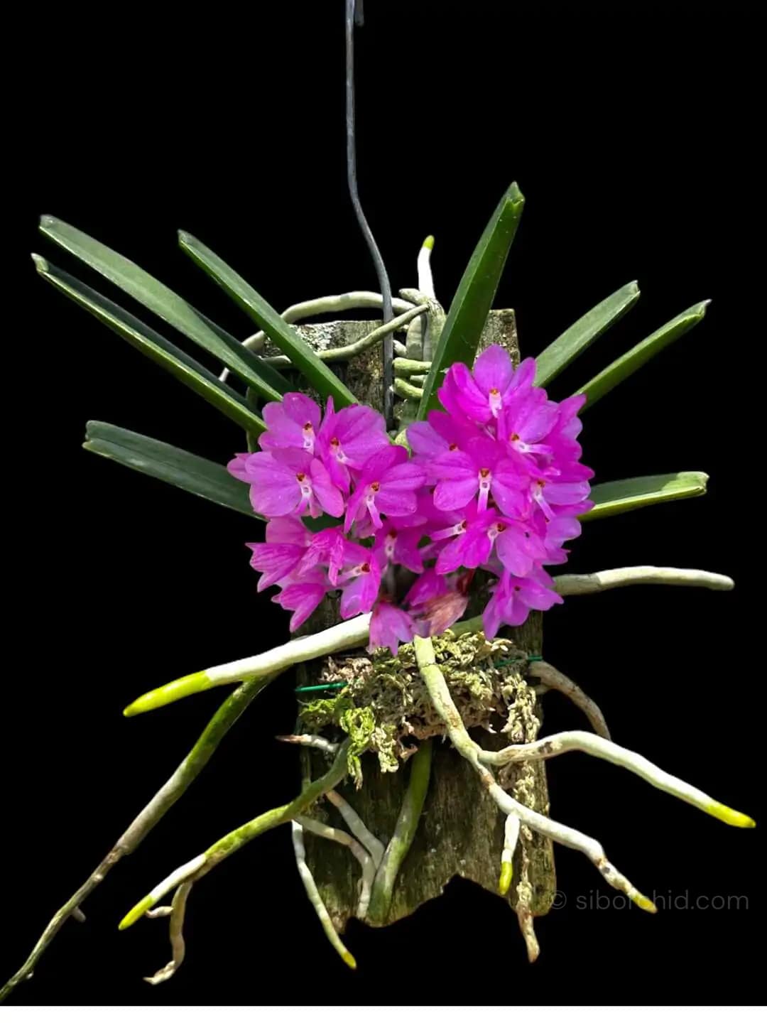 Vanda ampullacea (Ascocentrum ampullaceum)