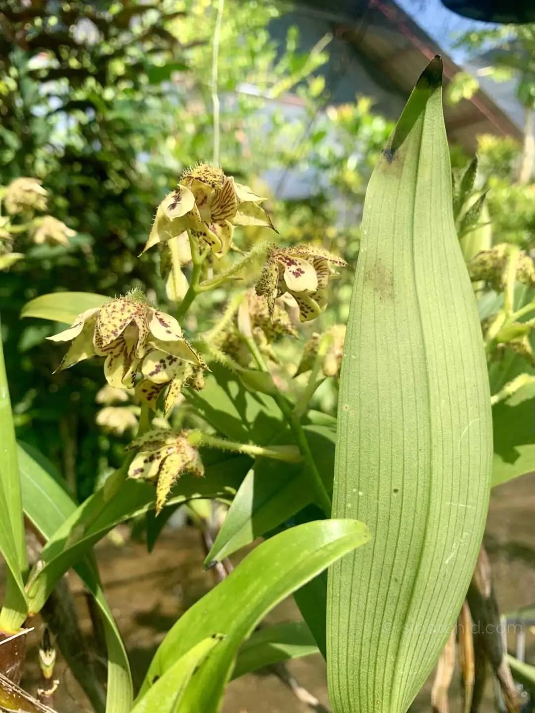 Dendrobium macrophyllum