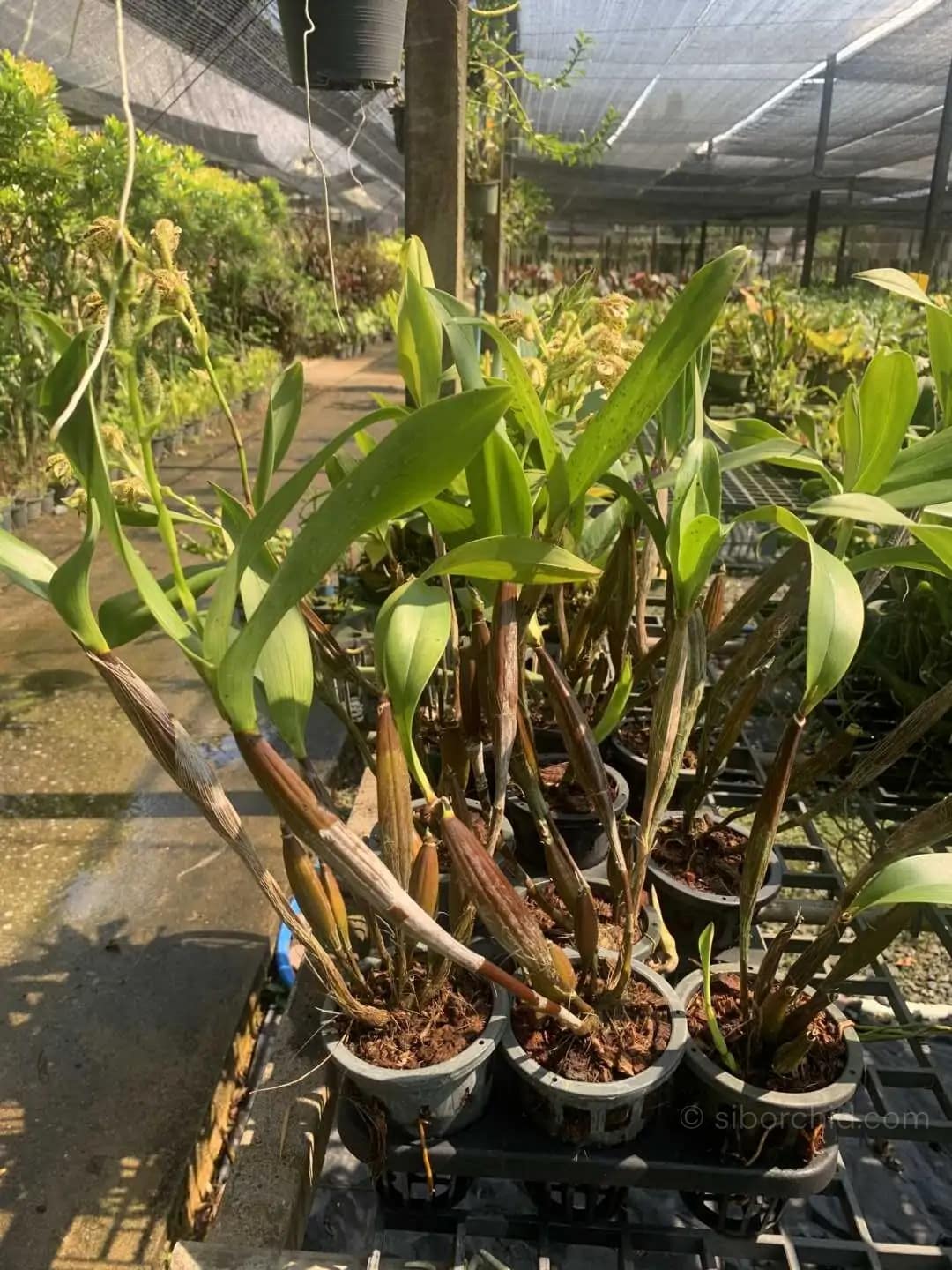 Dendrobium macrophyllum