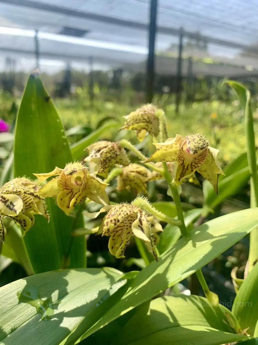 Dendrobium macrophyllum