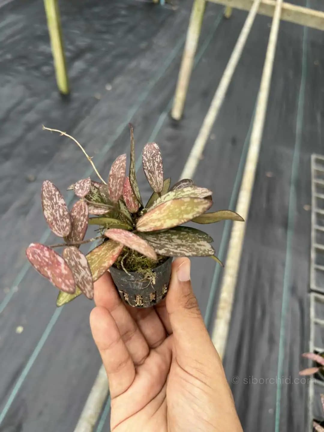 Hoya Sigillatis - Hoya Sigillatis