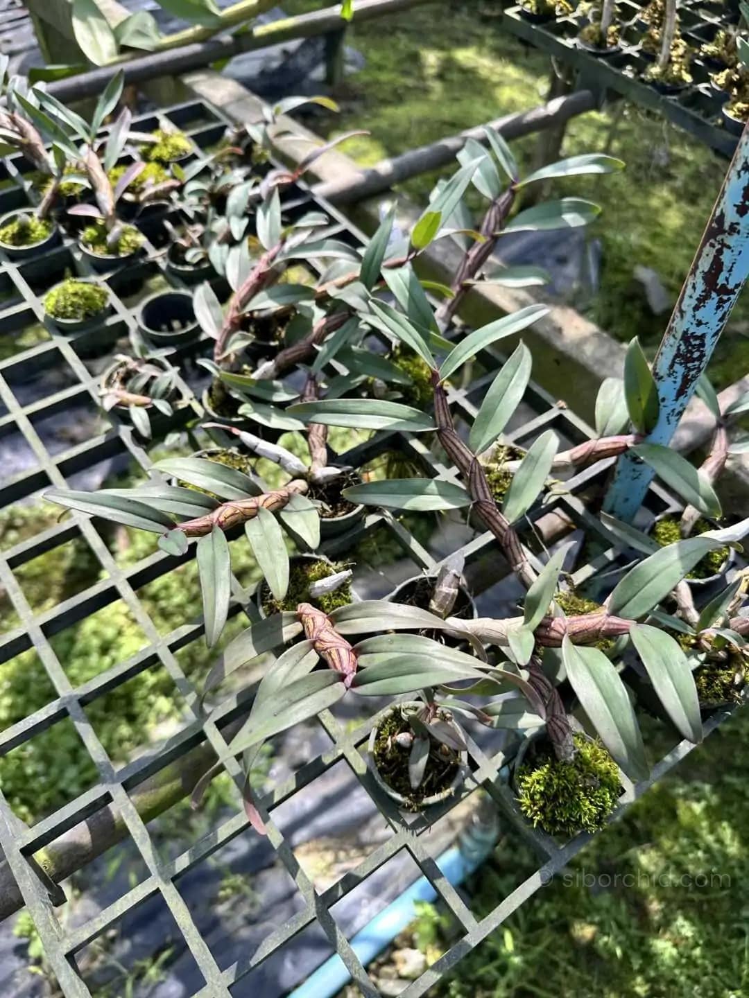 Dendrobium pulchellum - Dendrobium pulchellum