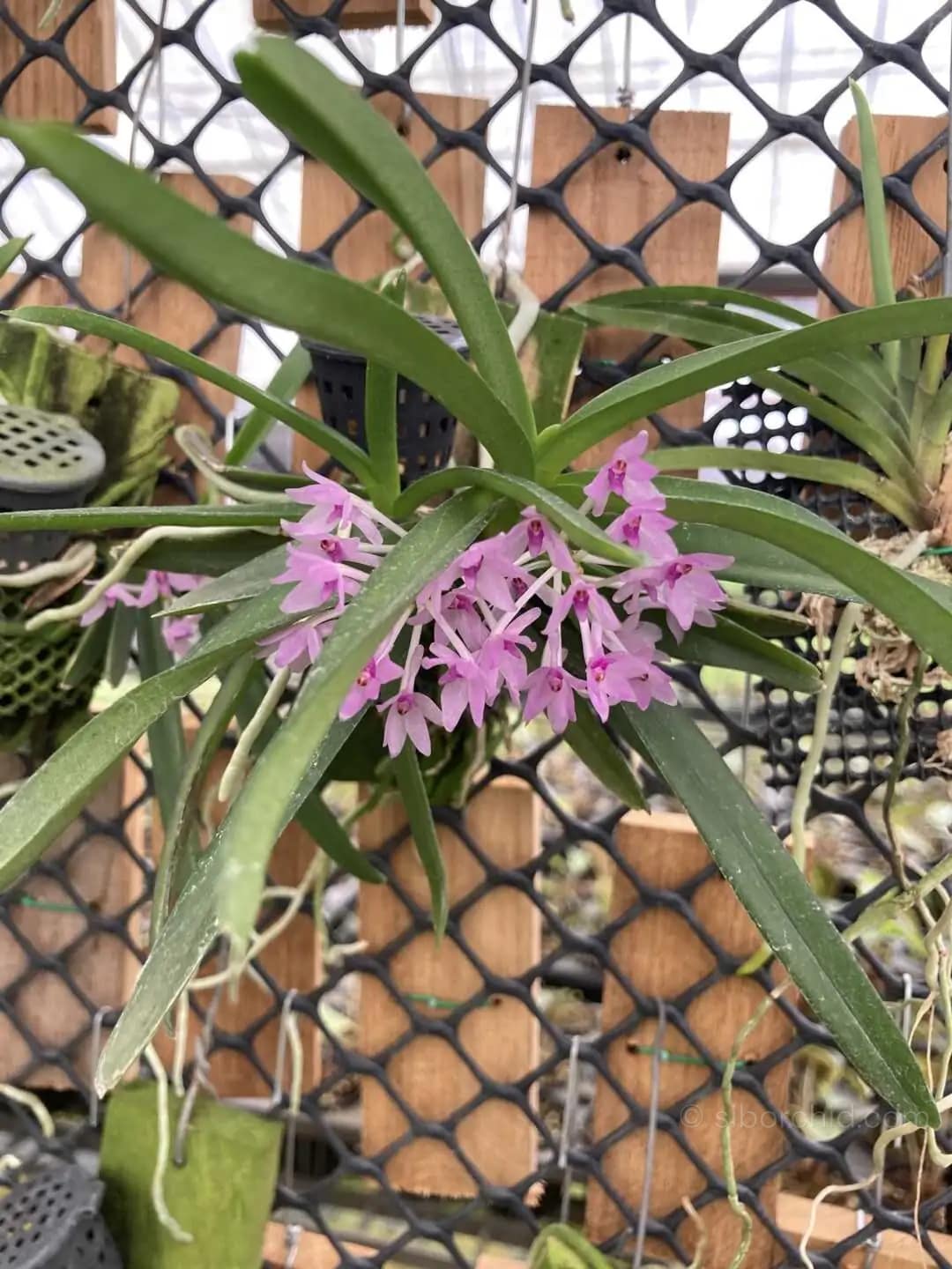 Vanda nana Ascocentrum pusillum