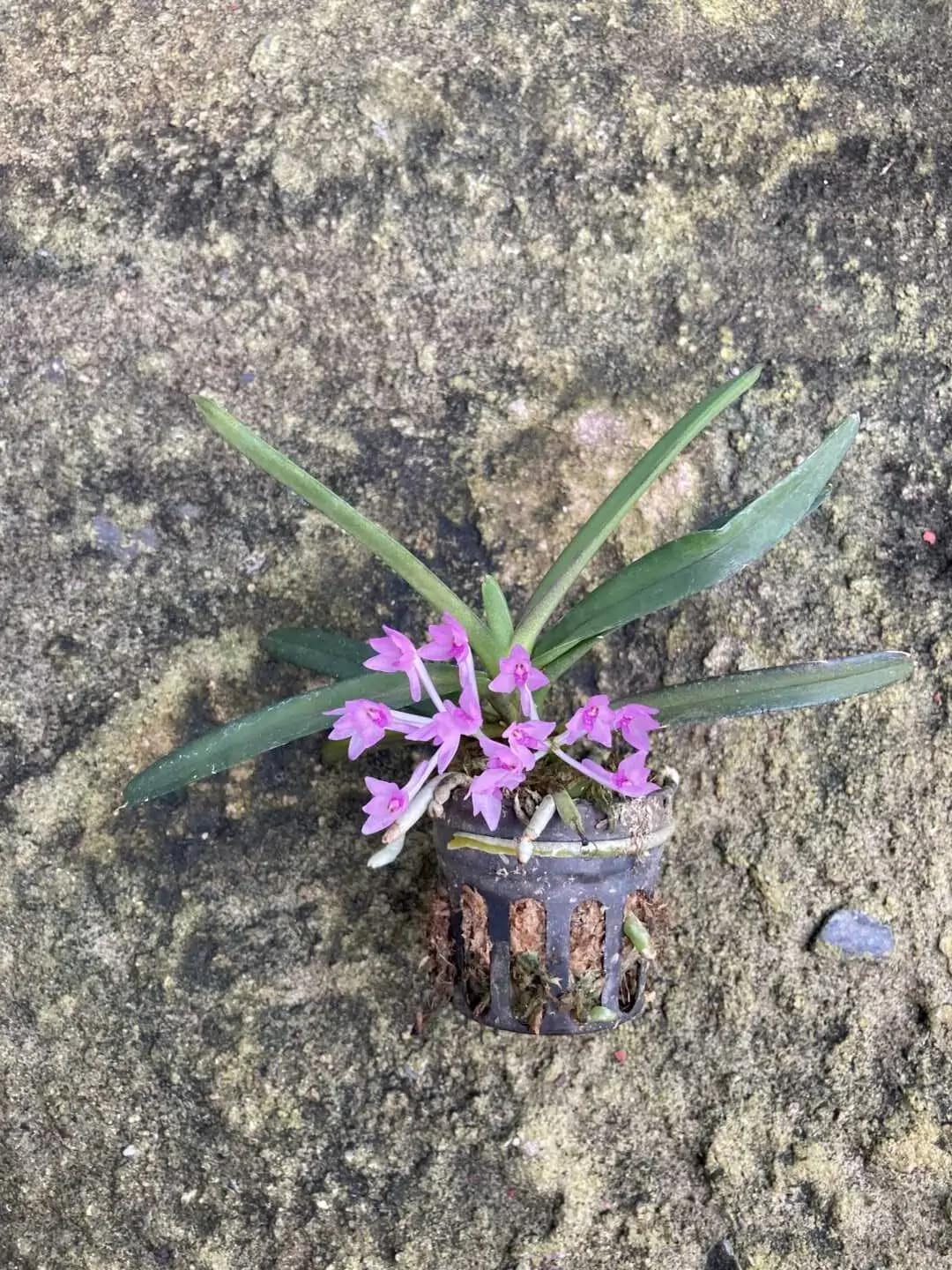 Vanda nana Ascocentrum pusillum
