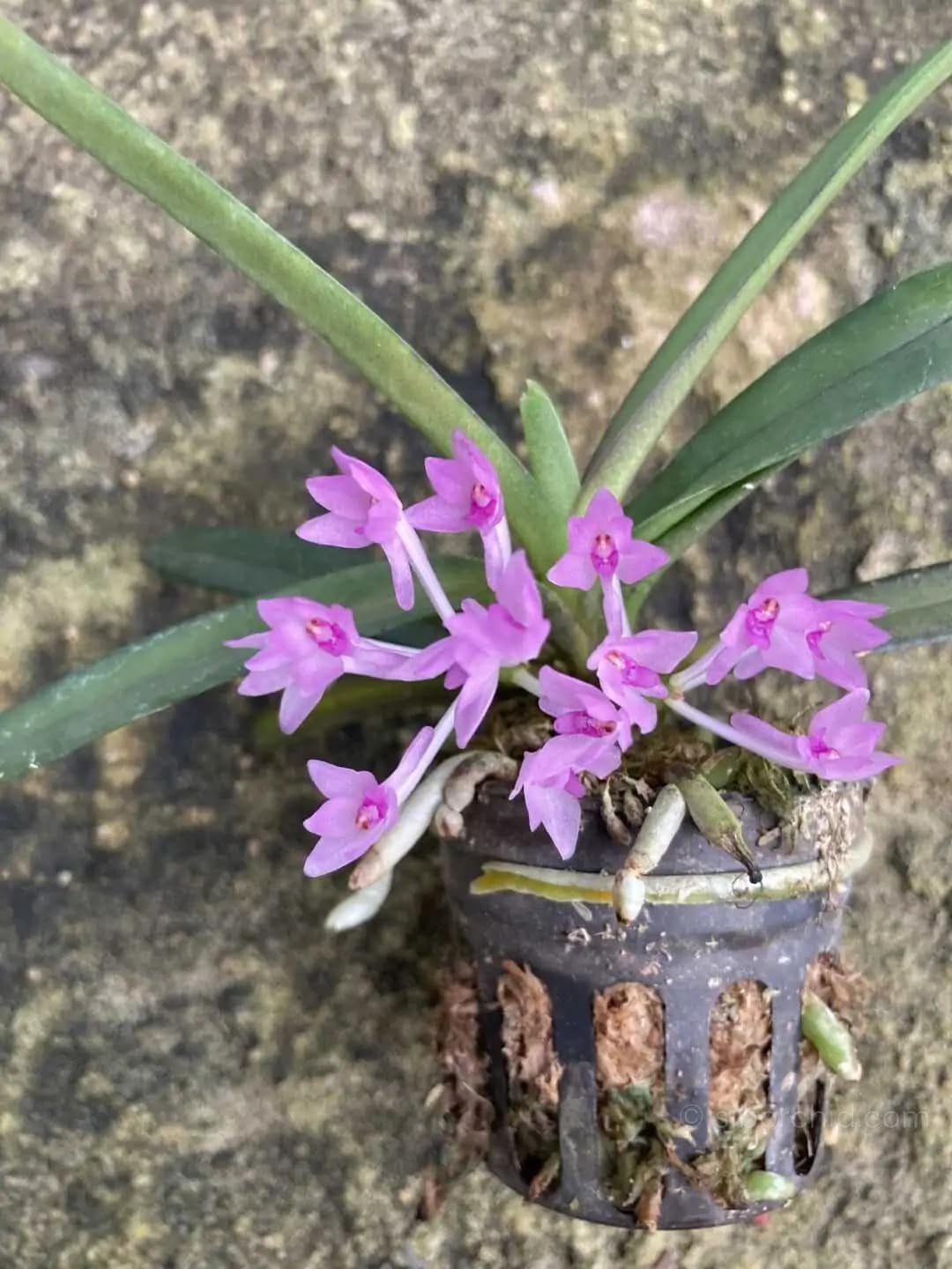 Vanda nana Ascocentrum pusillum