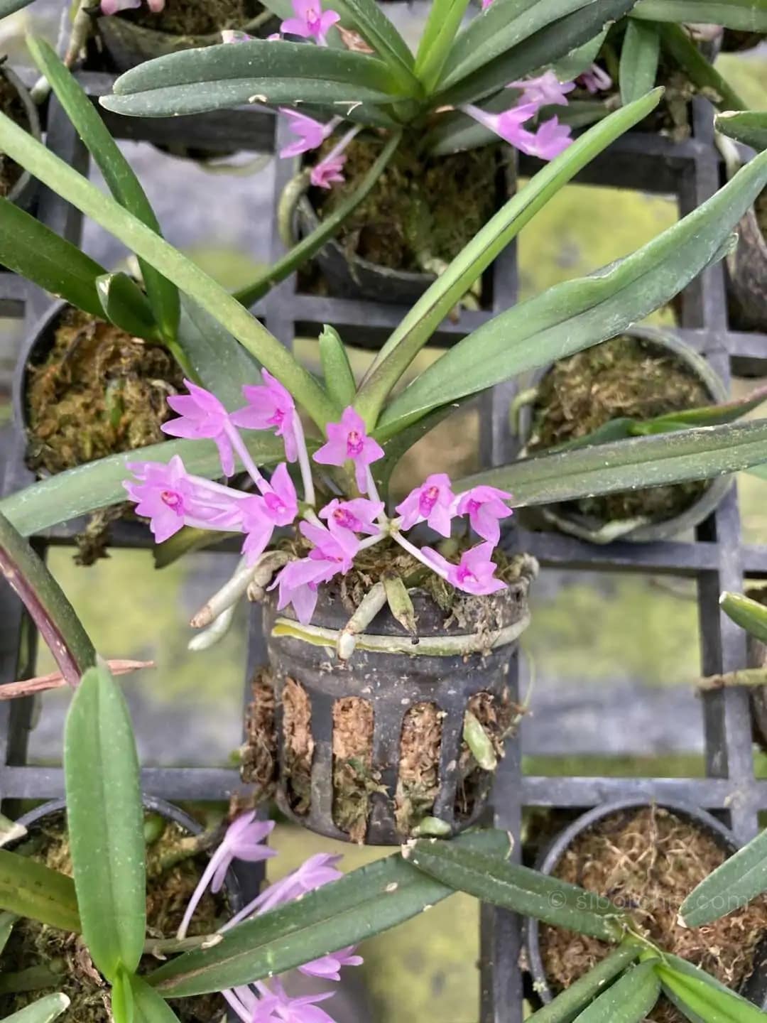 Vanda nana Ascocentrum pusillum