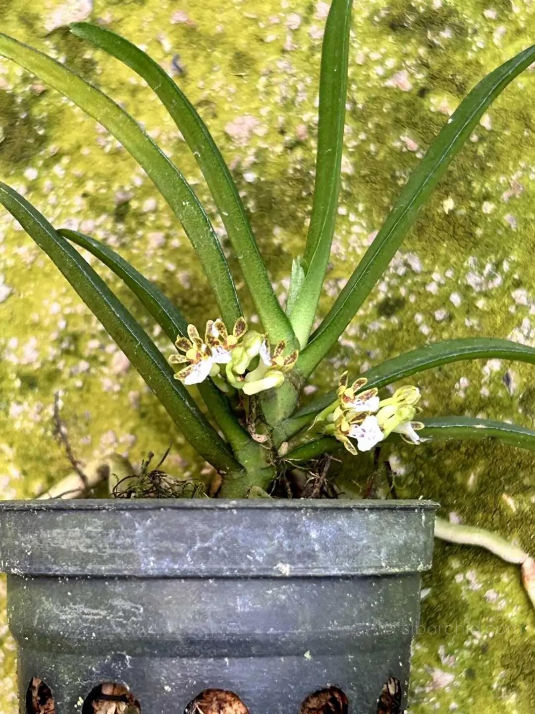 Trichoglottis triflora - Trichoglottis triflora