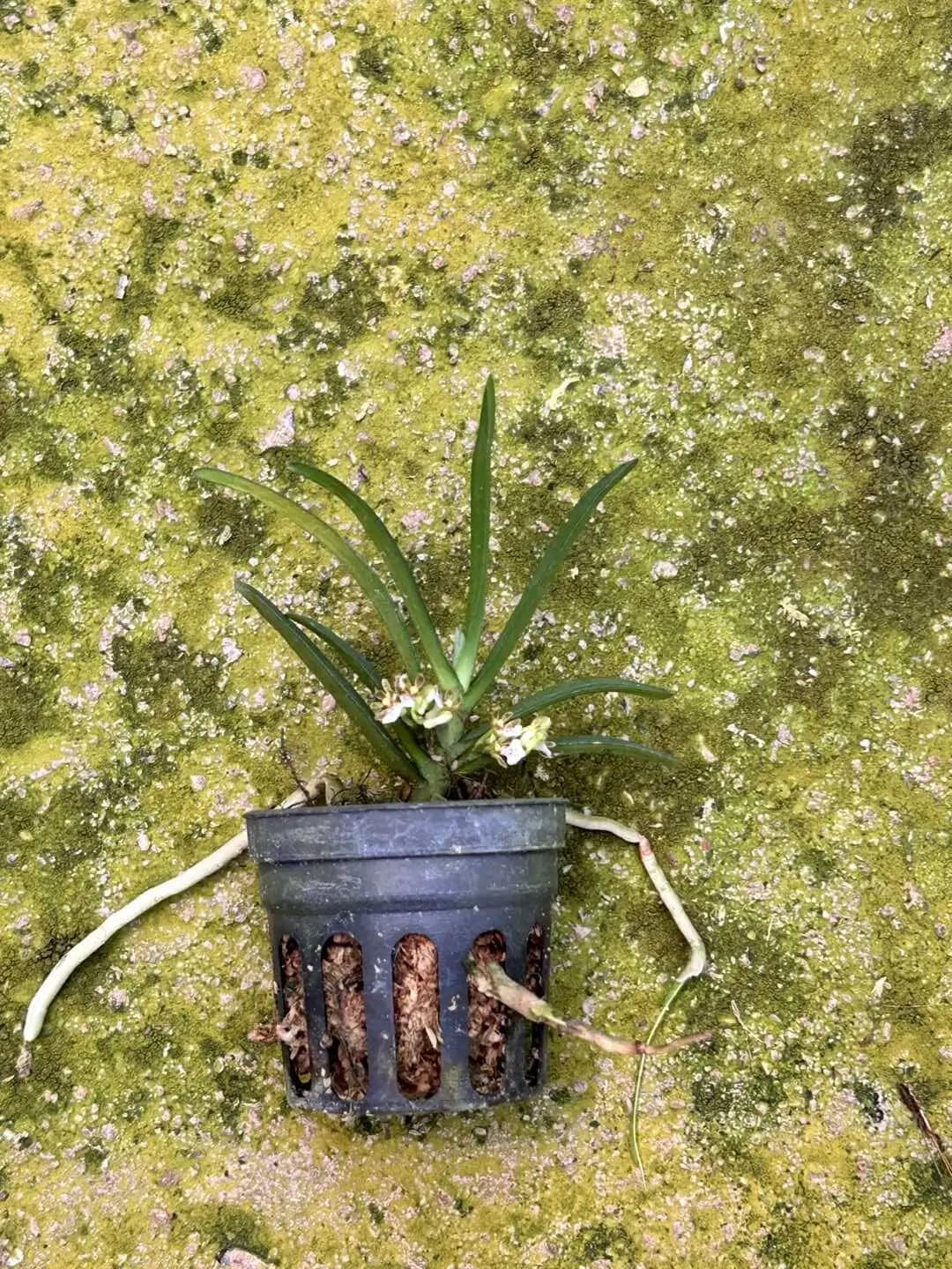 Trichoglottis triflora - Trichoglottis triflora