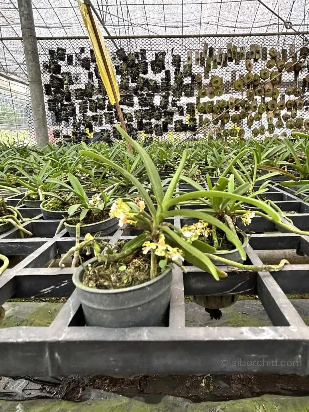Trichoglottis triflora - Trichoglottis triflora