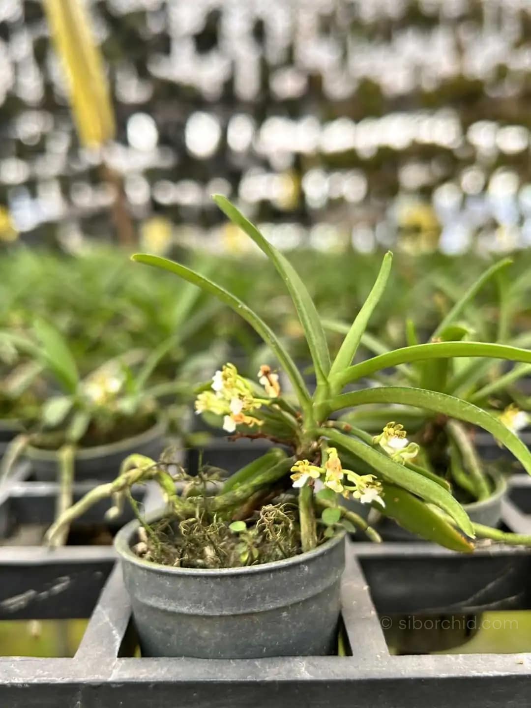 Trichoglottis triflora - Trichoglottis triflora