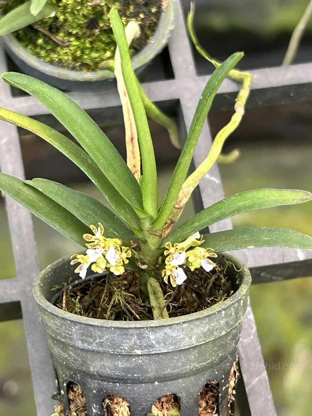 Trichoglottis triflora - Trichoglottis triflora