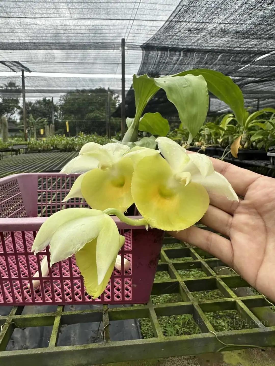 Catasetum pileatum - Catasetum pileatum