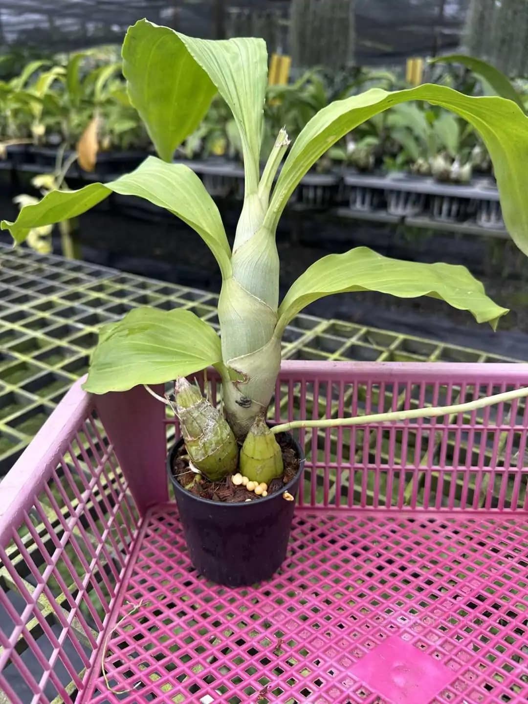 Catasetum pileatum - Catasetum pileatum