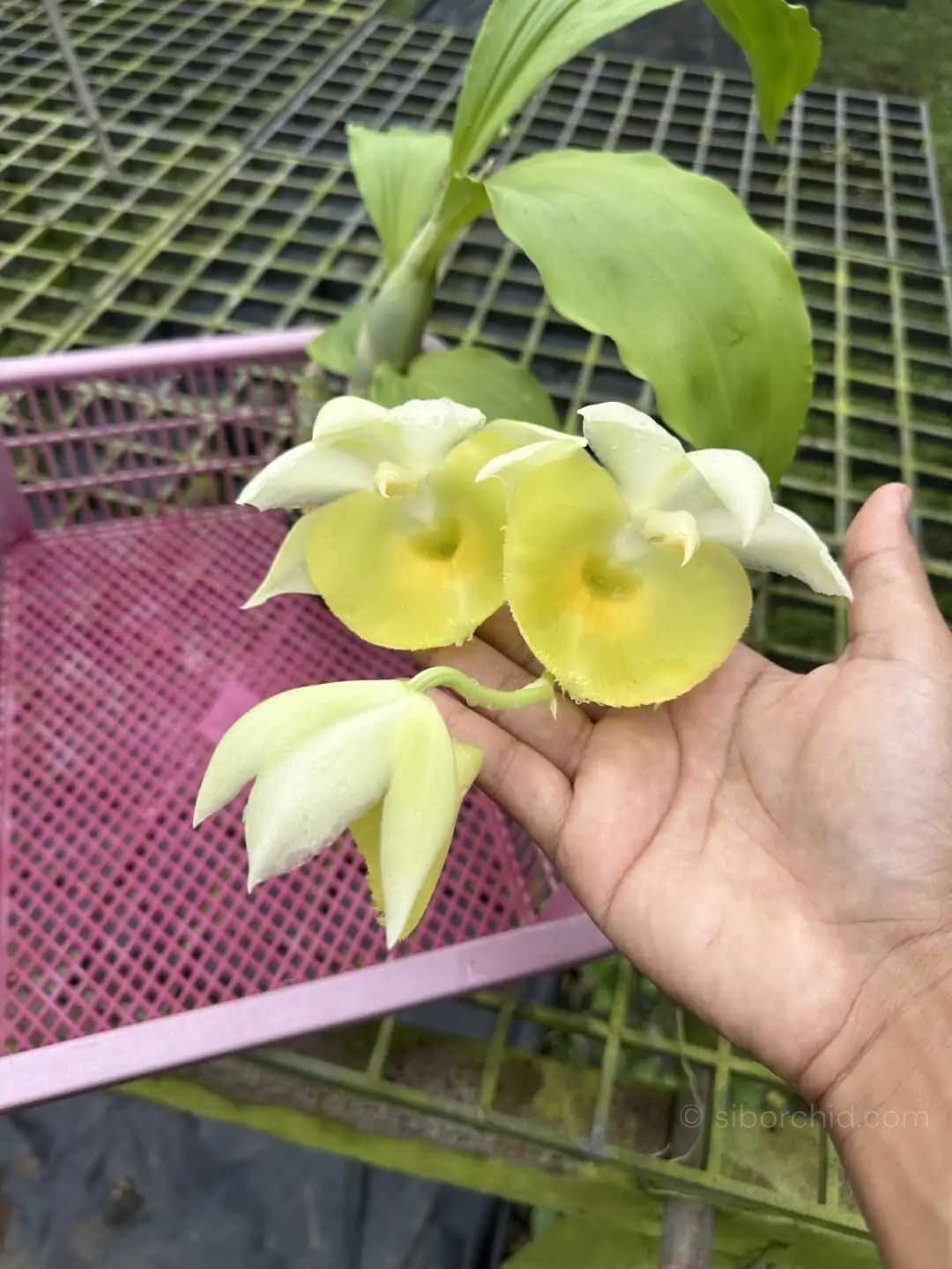 Catasetum pileatum - Catasetum pileatum