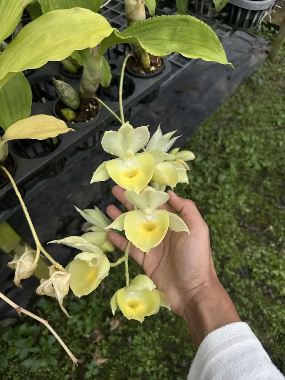 Catasetum pileatum - Catasetum pileatum