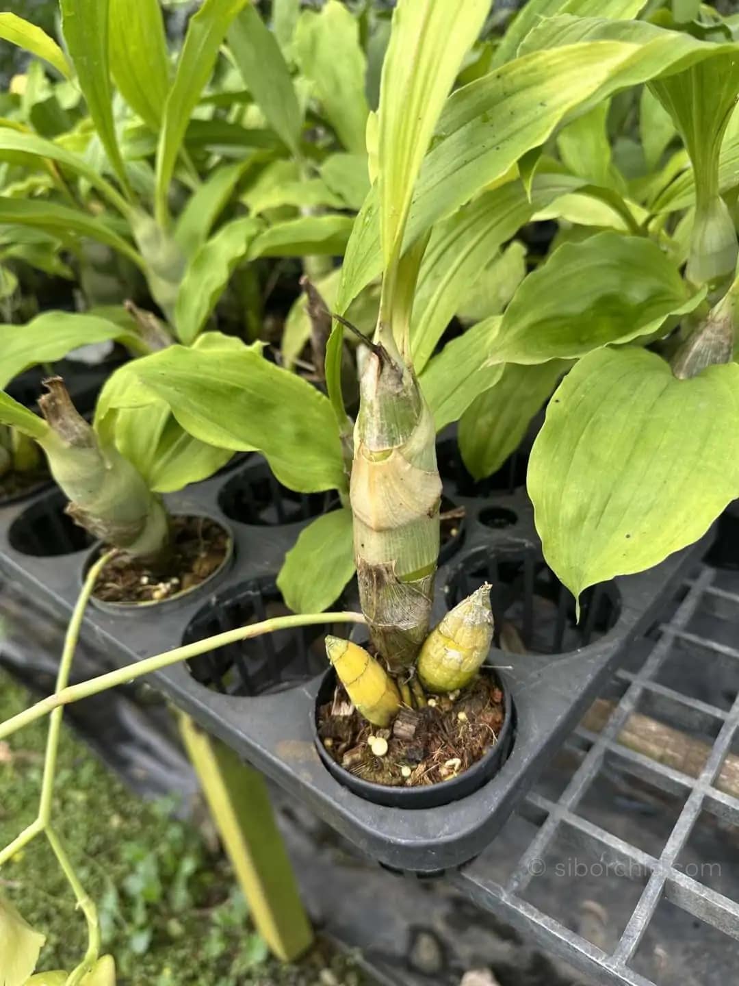 Catasetum pileatum - Catasetum pileatum