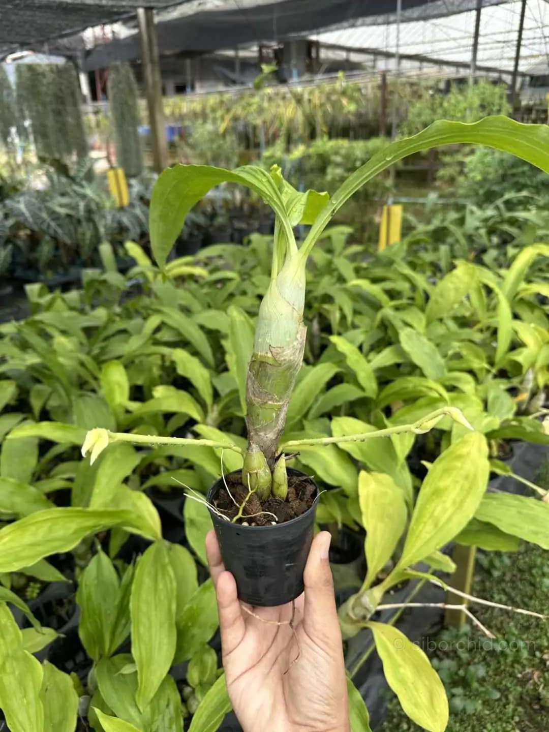 Catasetum pileatum - Catasetum pileatum