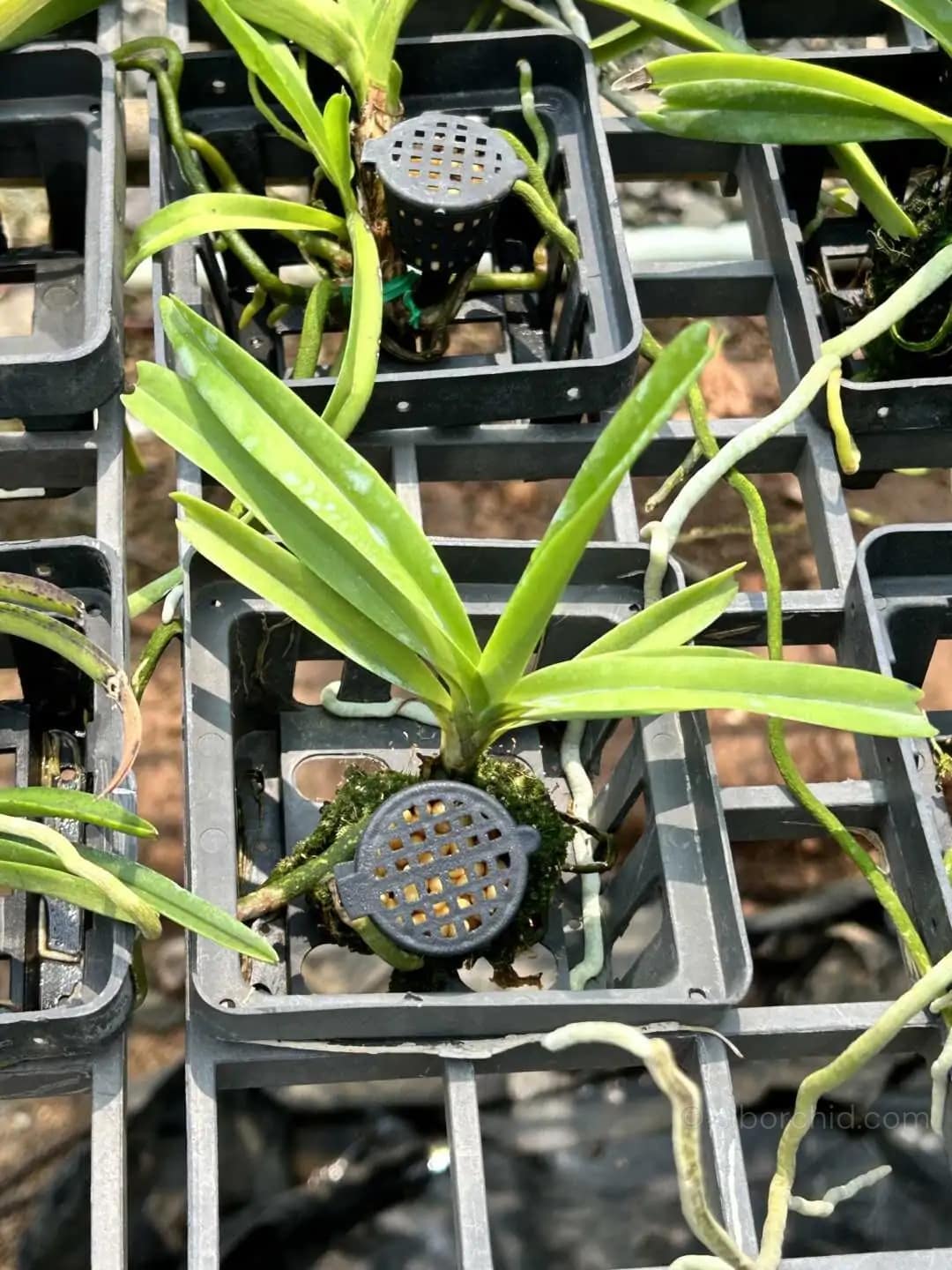 Vanda miniata - Vanda miniata