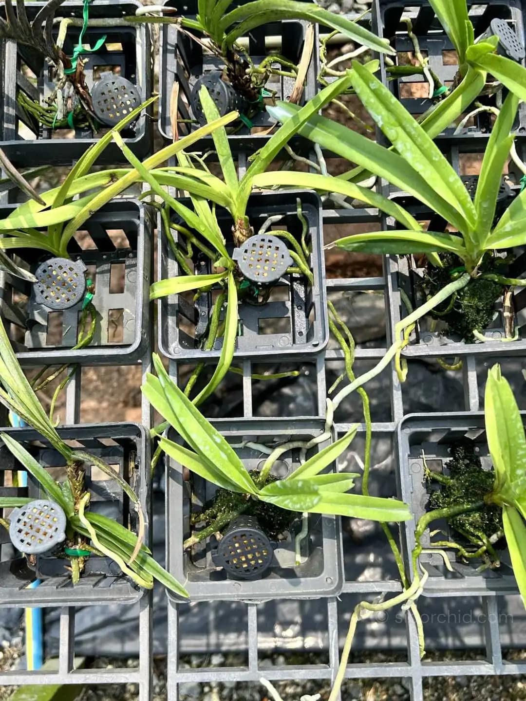 Vanda miniata - Vanda miniata