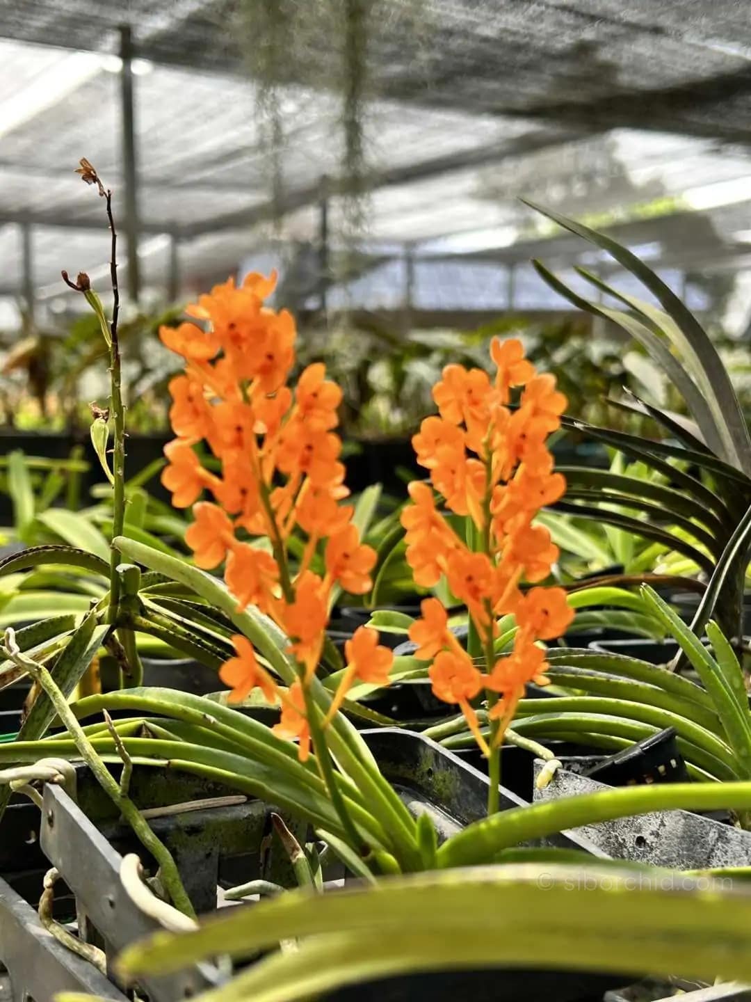 Vanda miniata - Vanda miniata