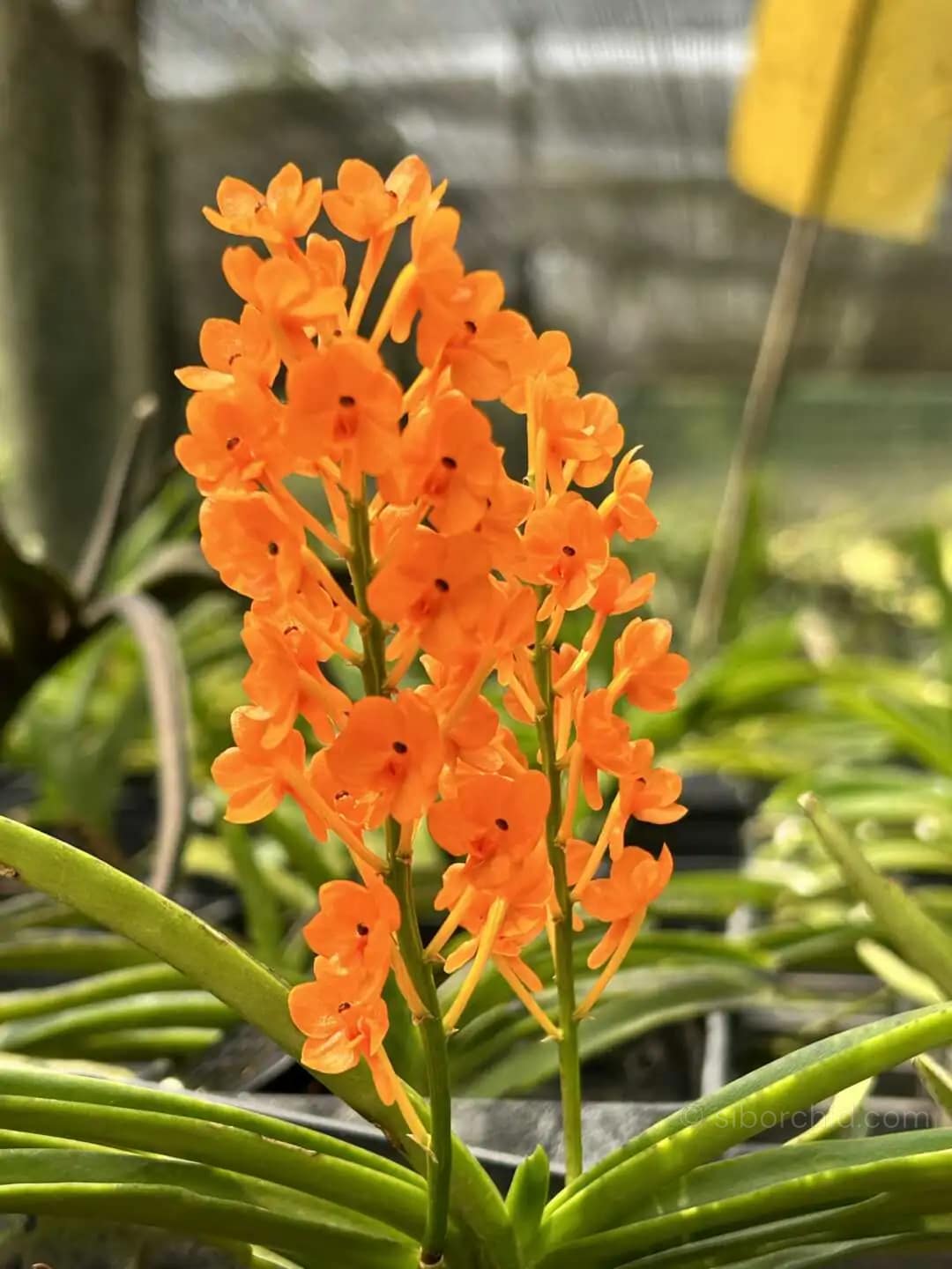 Vanda miniata - Vanda miniata