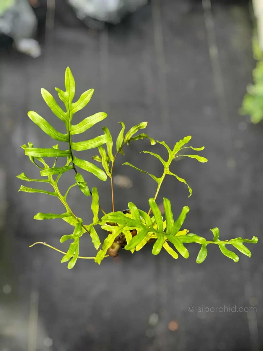 Lecanopteris sp. – Ant Fern (Rhizome Form) Large - Lecanopteris sp. – Ant Fern