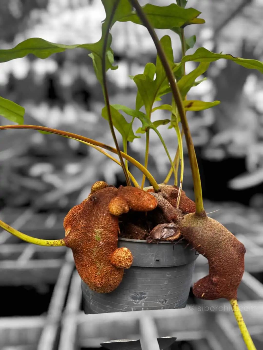 Lecanopteris sp. – Ant Fern (Rhizome Form) Large - Lecanopteris sp. – Ant Fern