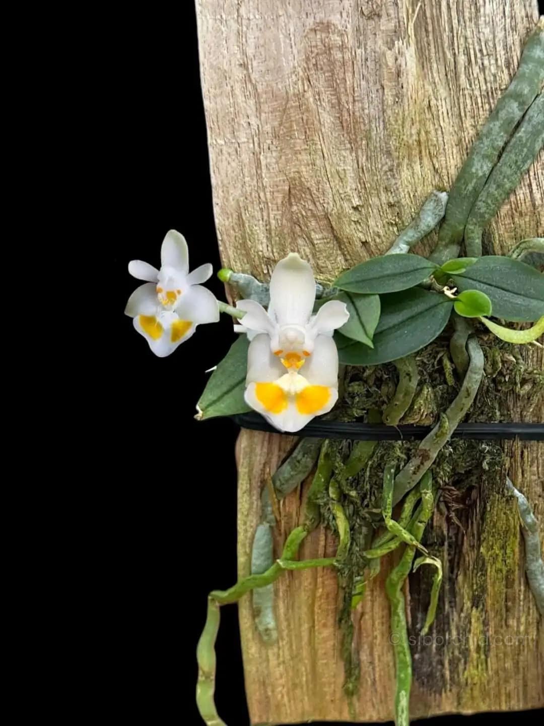 Phalaenopsis gibbosa - phalaenopsis gibbosa