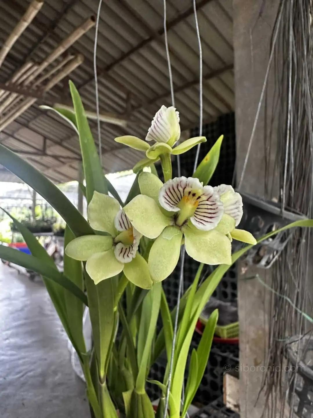 Prosthechea radiata (Encyclia radiata) - Prosthechea radiata (Encyclia radiata) - Image 6