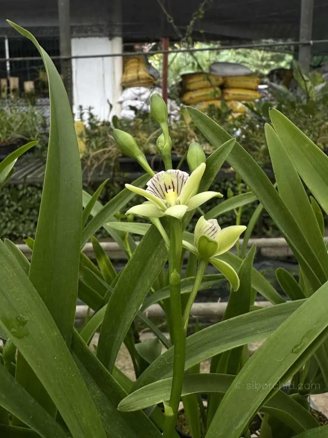 Prosthechea radiata (Encyclia radiata) - encyclia radiata