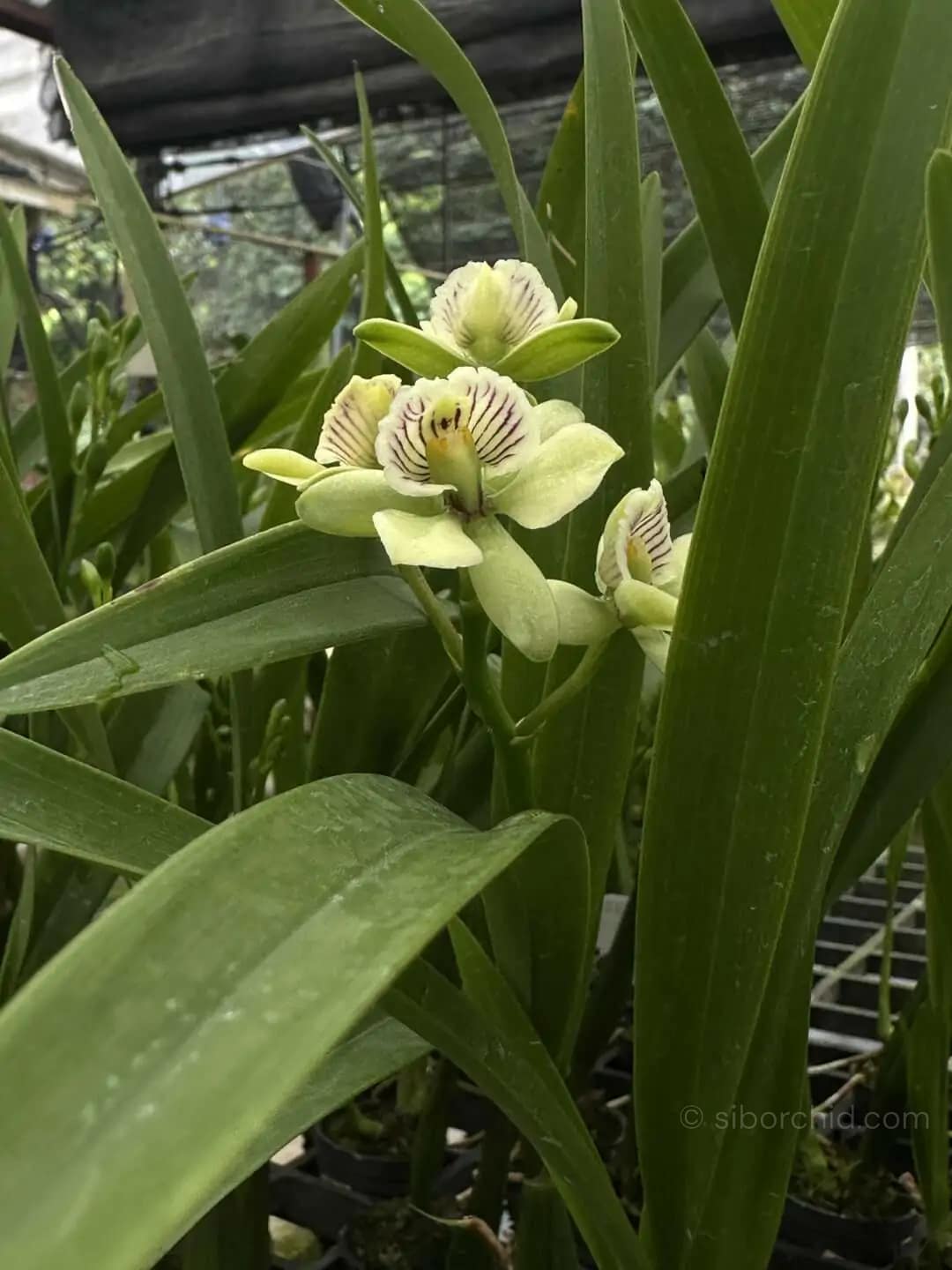 Prosthechea radiata (Encyclia radiata) - encyclia radiata