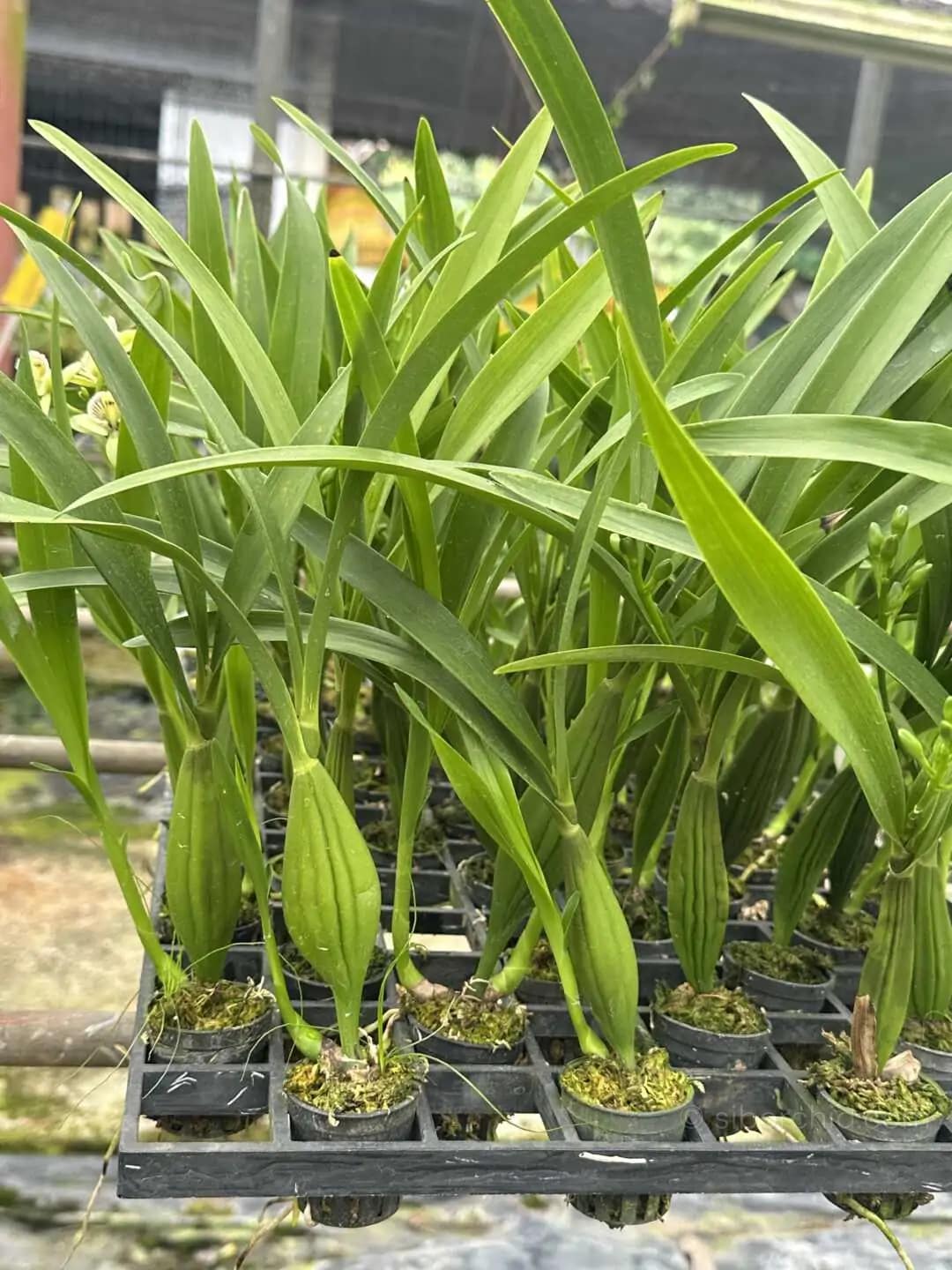 Prosthechea radiata (Encyclia radiata) - encyclia radiata