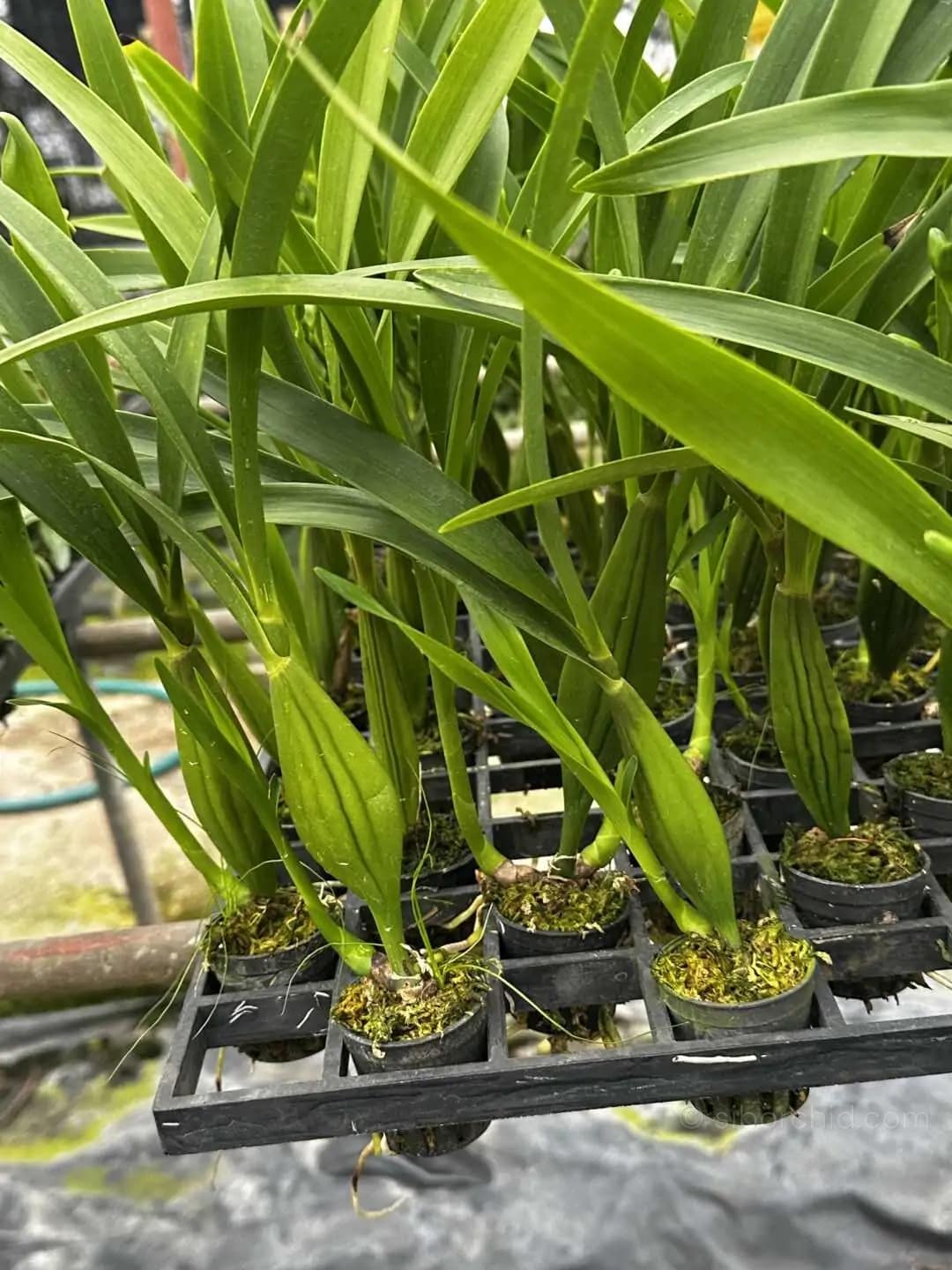 Prosthechea radiata (Encyclia radiata) - encyclia radiata