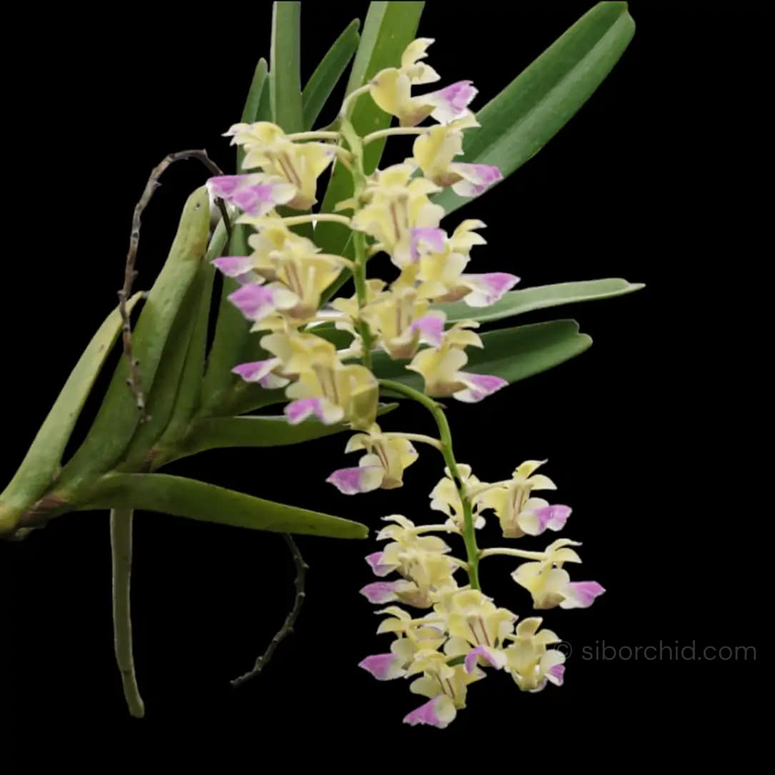 Aerides houlettiana - Aerides houlettiana