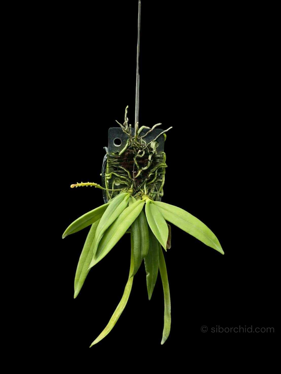 Grosourdya appendiculata