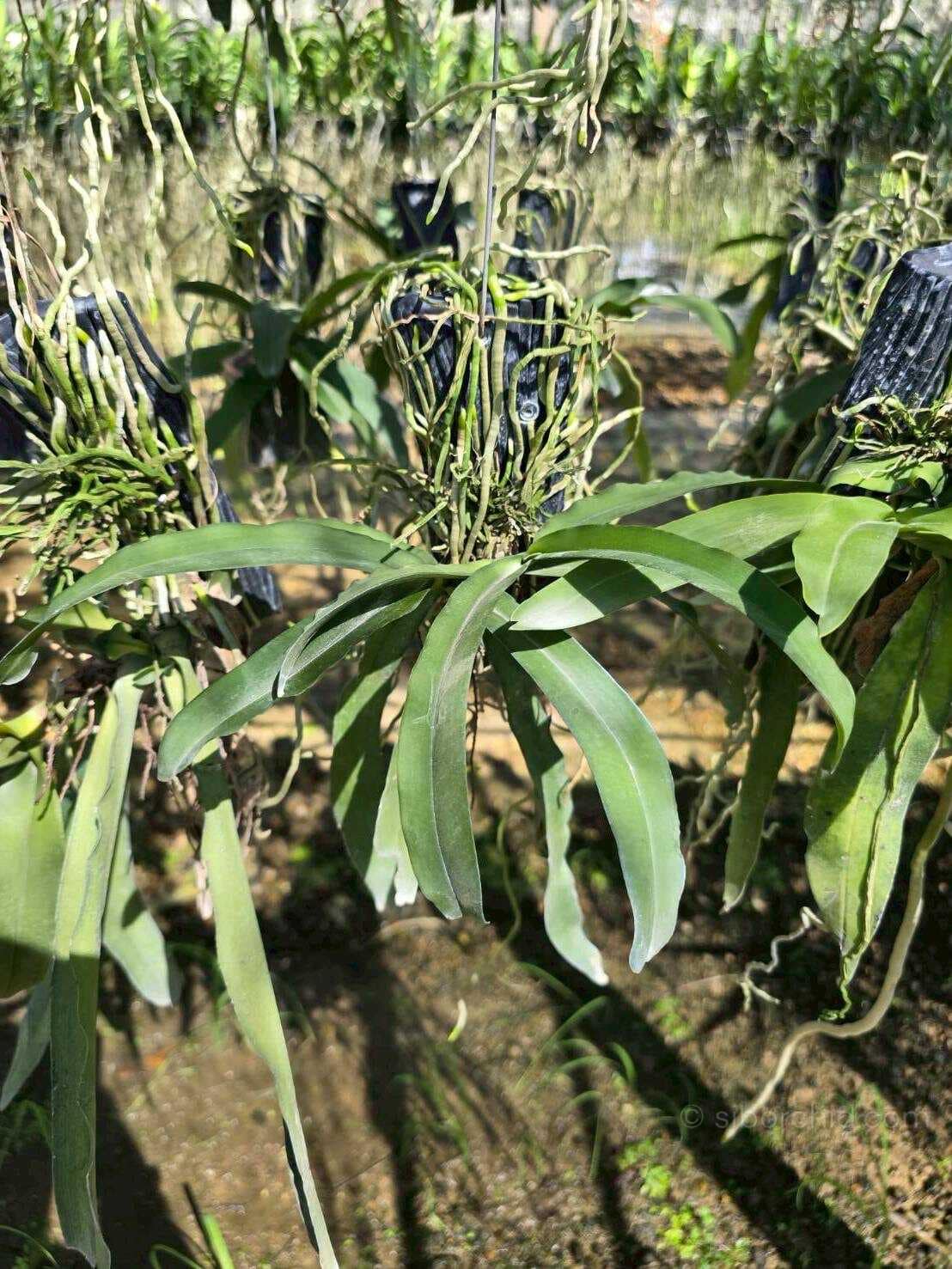 Pomatocalpa spicata