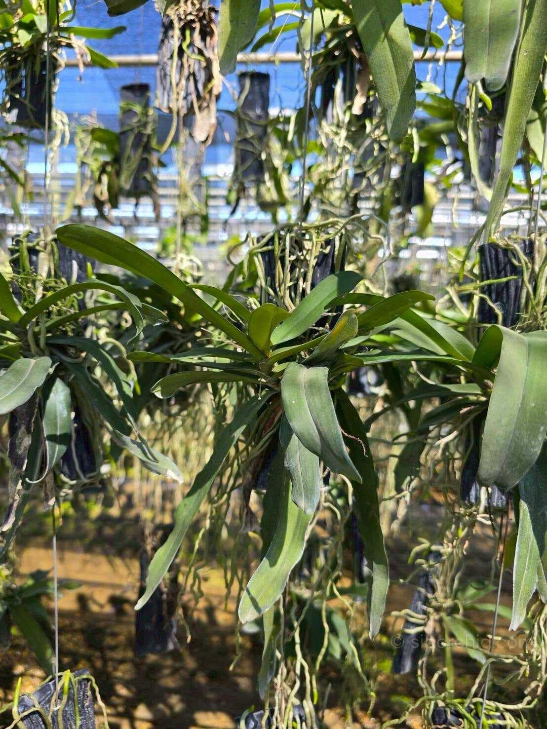 Pomatocalpa spicata