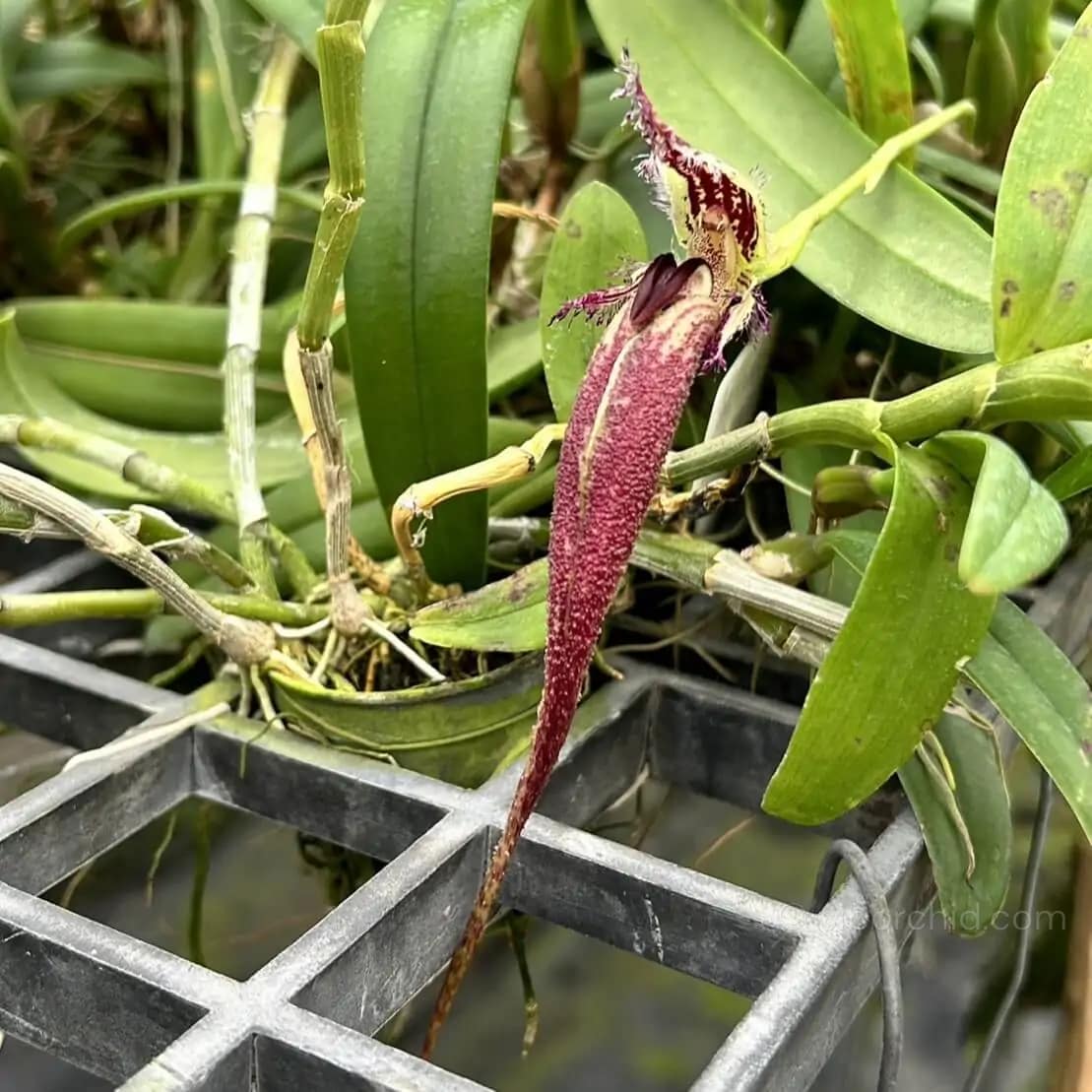 Bulbophyllum fascinator - Bulbophyllum fascinator