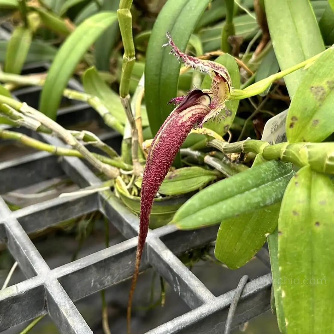 Bulbophyllum fascinator - Bulbophyllum fascinator