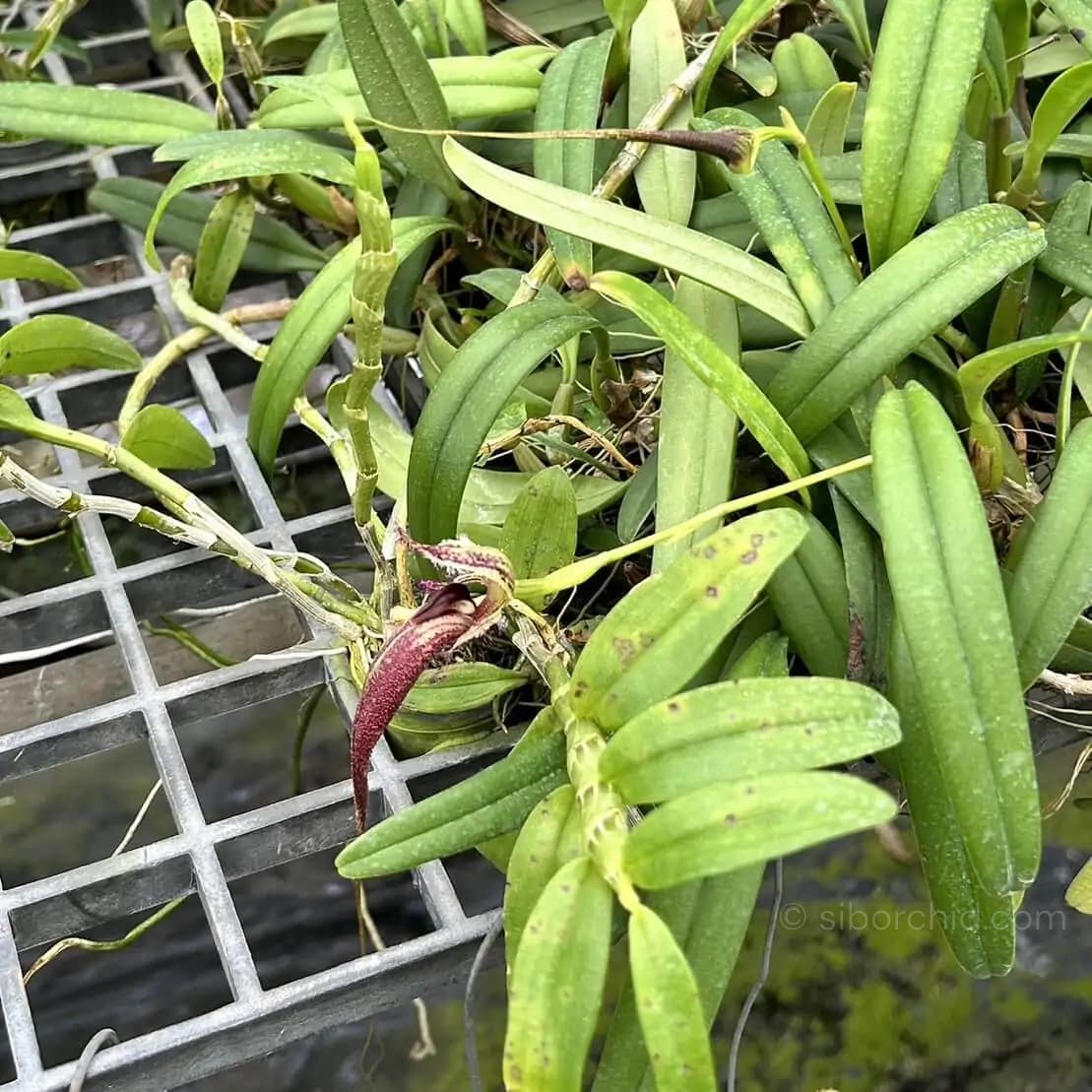 Bulbophyllum fascinator - Bulbophyllum fascinator