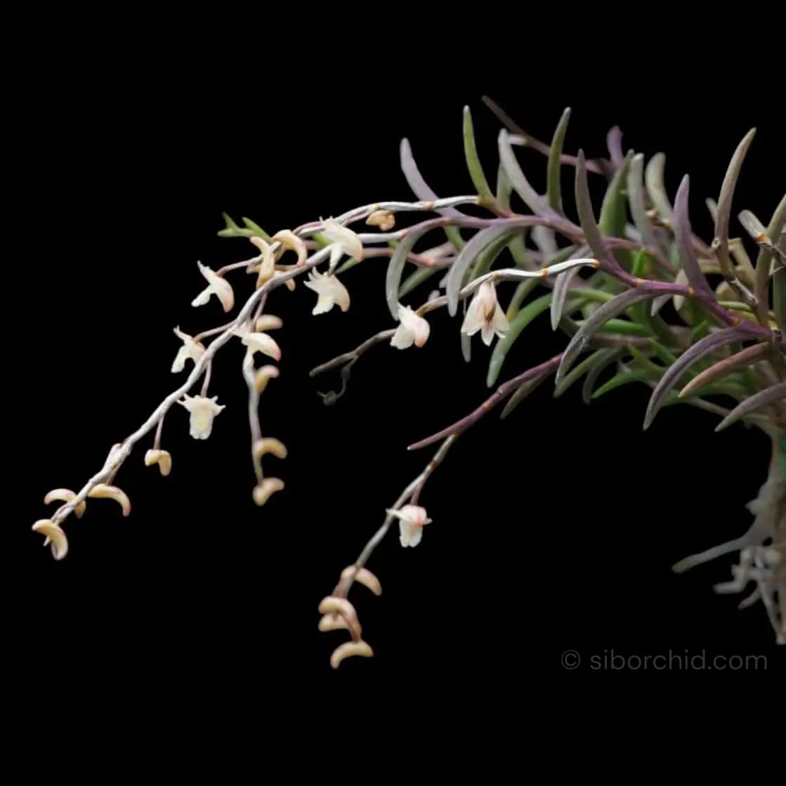 Dendrobium acerosum - Dendrobium acerosum
