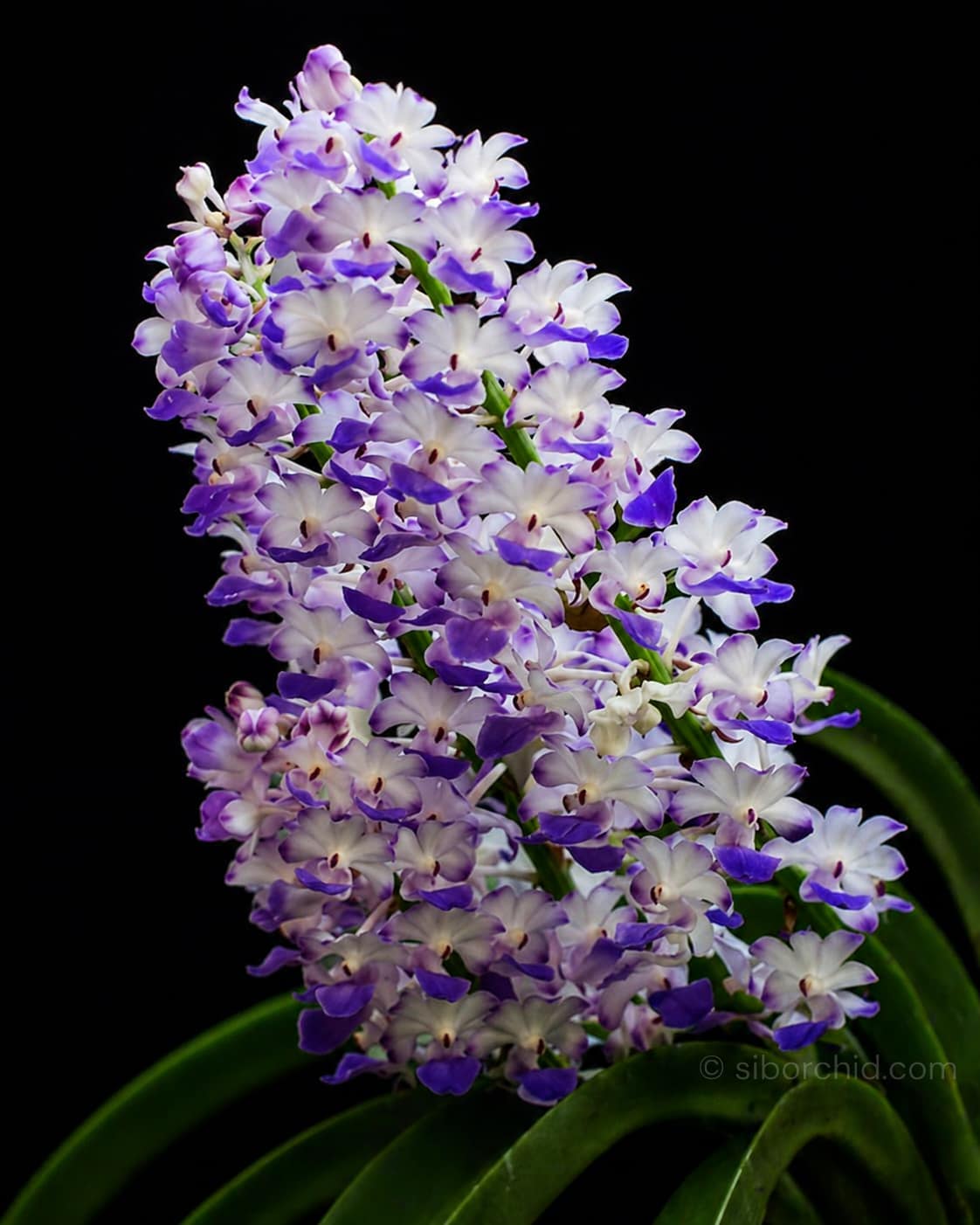 Rhynchostylis coelestis Blue - Rhynchostylis coelestis Blue