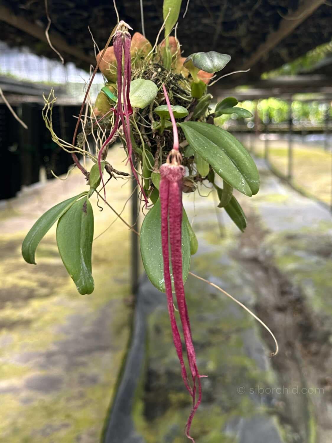 Bulbophyllum plumatum