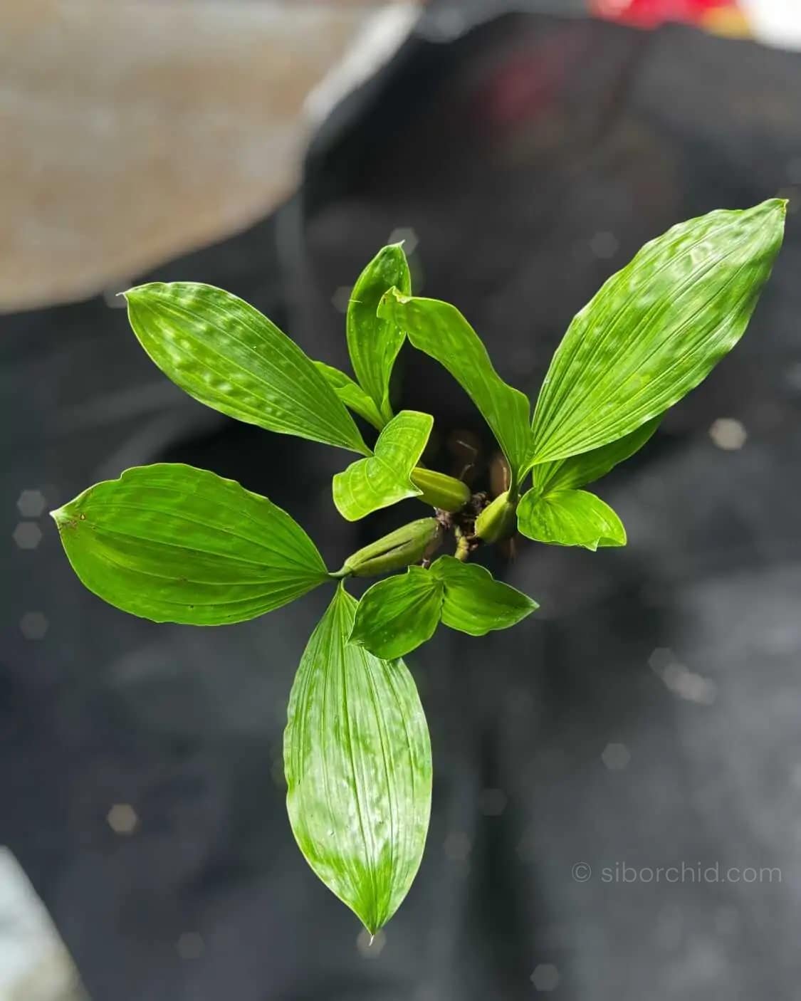 Coelogyne rochussenii (Blooming Size) - Image 4