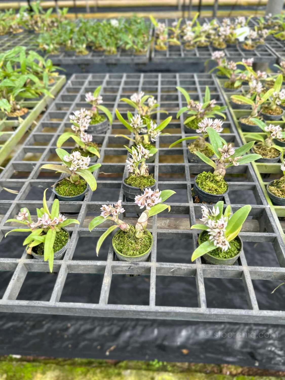 Dendrobium peguanum - Dendrobium peguanum