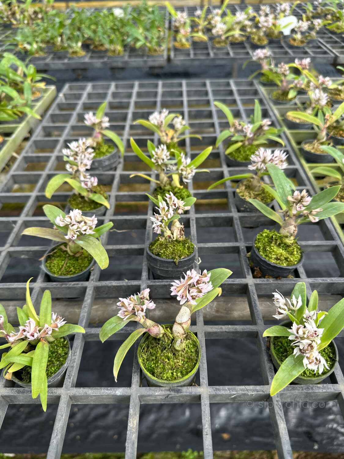 Dendrobium peguanum - Dendrobium peguanum