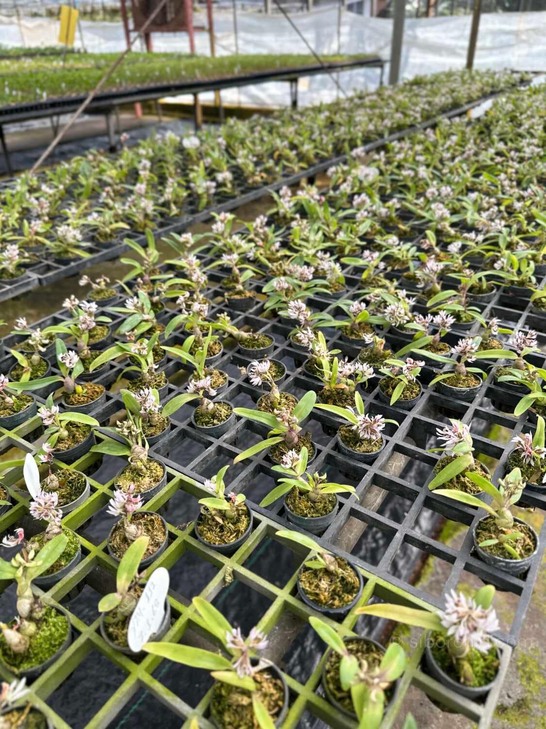Dendrobium peguanum - Dendrobium peguanum