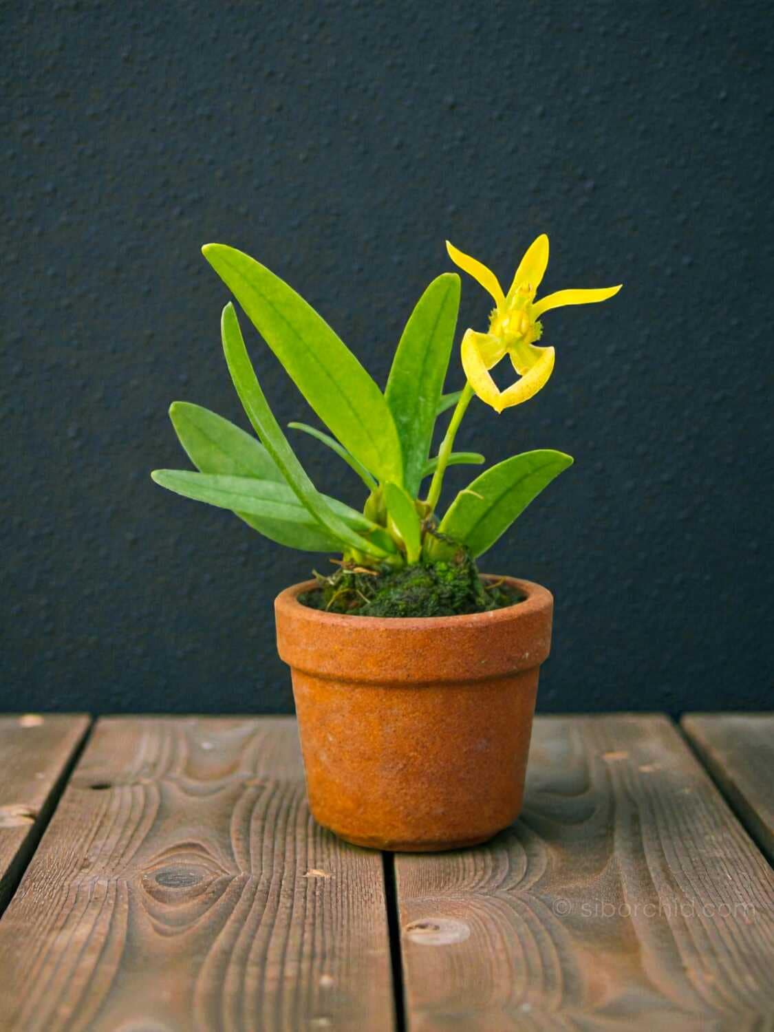 Bulbophyllum lasiochilum alba