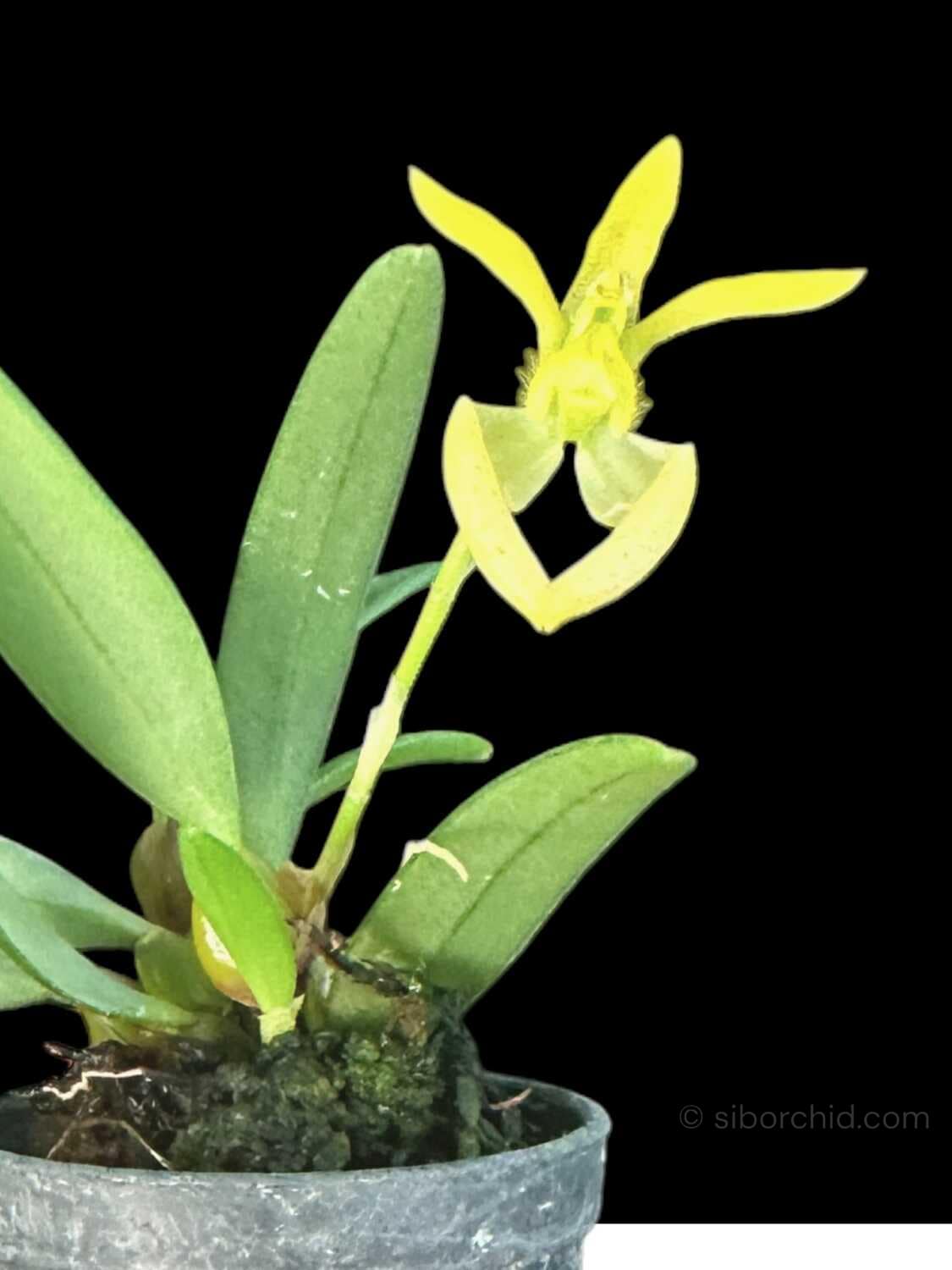 Bulbophyllum lasiochilum alba - Image 2